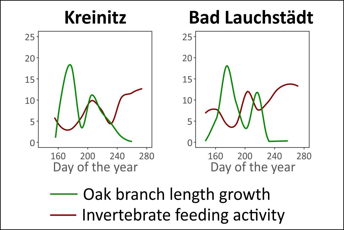 Anticyclic shoot length growth and soil activity determined by the alternating root and shoot growth of the oaks. Graphic: Eisenhauer et al. 2018, doi: 10.1016/j.tree.2018.09.010 Anticyclic shoot length growth and soil activity determined by the alternating root and shoot growth of the oaks. Graphic: Eisenhauer et al. 2018, doi: 10.1016/j.tree.2018.09.010